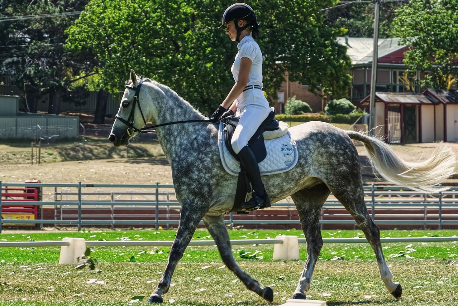 Equestrian harmony